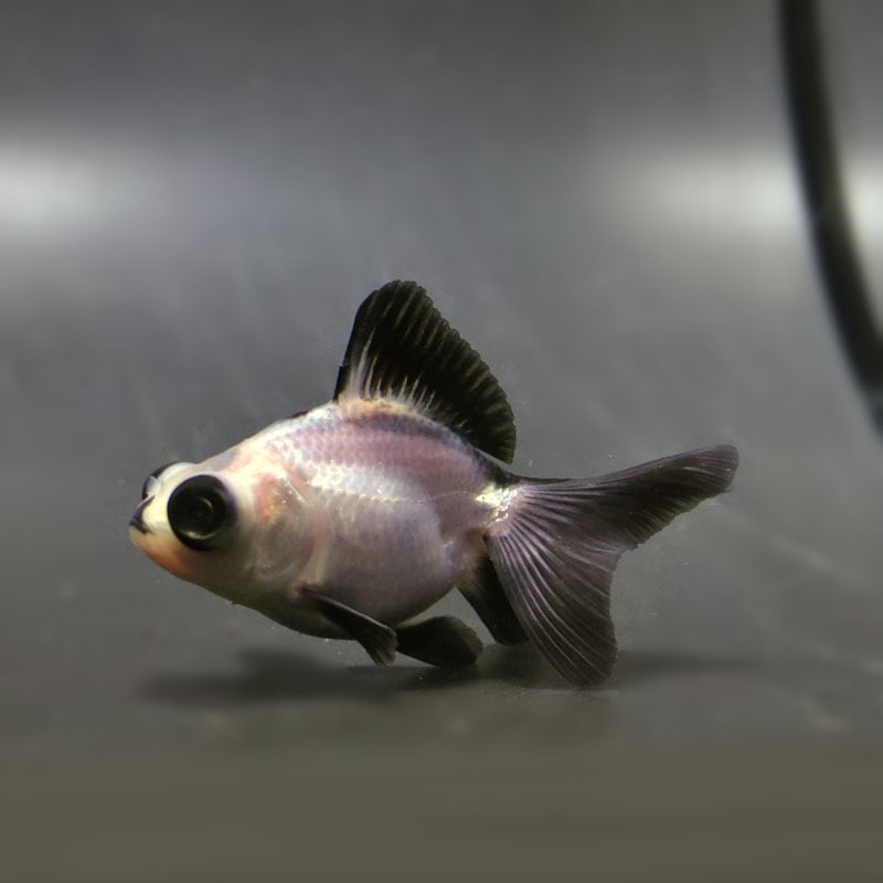 【金魚王子】パンダ(白黒)蝶尾 8±1cm前後 (個体番号:cde616) 金魚 きんぎょ 生体 蝶尾 厳選個体