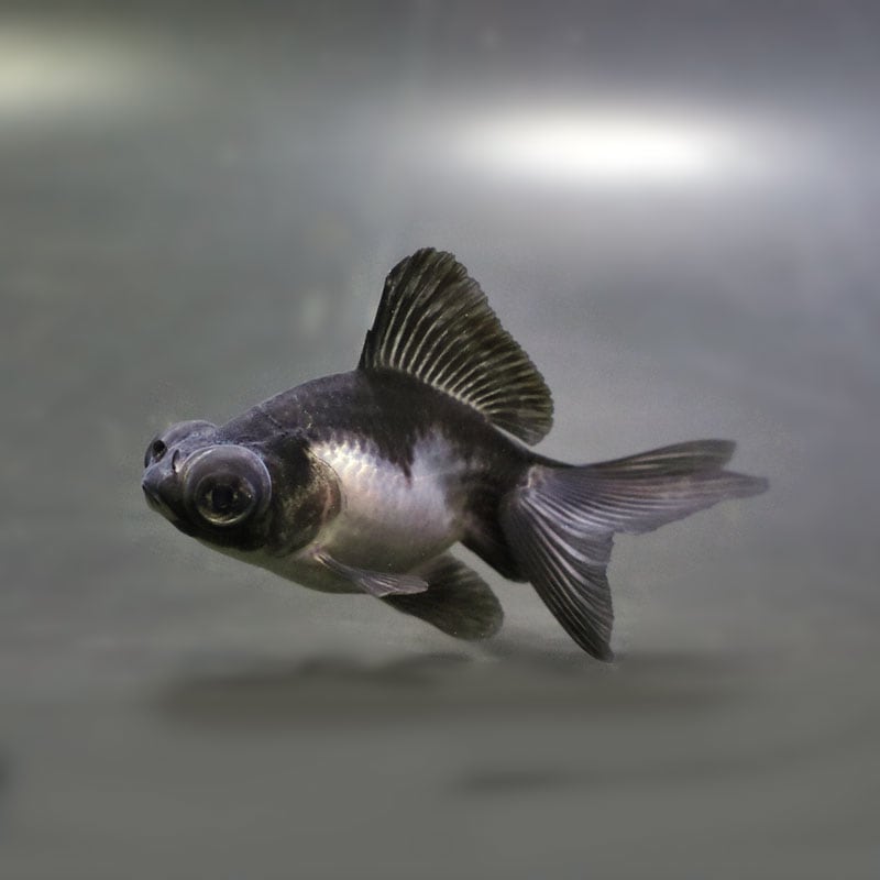 【金魚王子】パンダ(白黒)蝶尾 8±1cm前後 (個体番号:cde617) 金魚 きんぎょ 生体 蝶尾 厳選個体