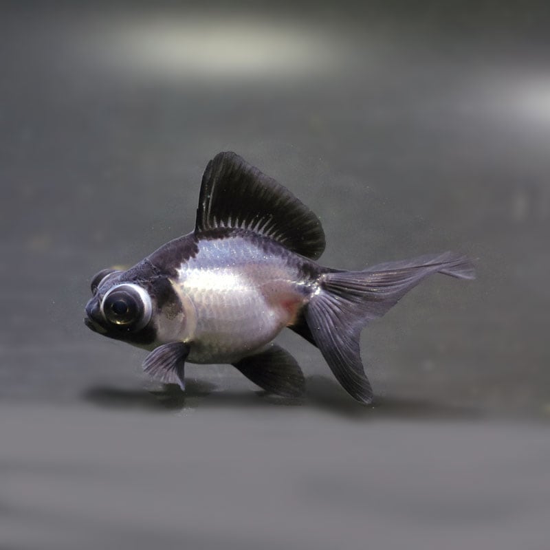 金魚の通販は「金魚王子 オンラインストア」金魚専門店 販売