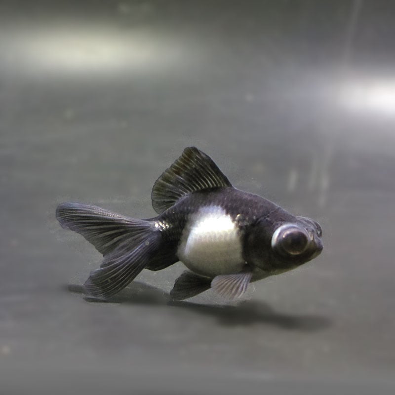 【金魚王子】パンダ(白黒)蝶尾 8±1cm前後 (個体番号:cde619) 金魚 きんぎょ 生体 蝶尾 厳選個体