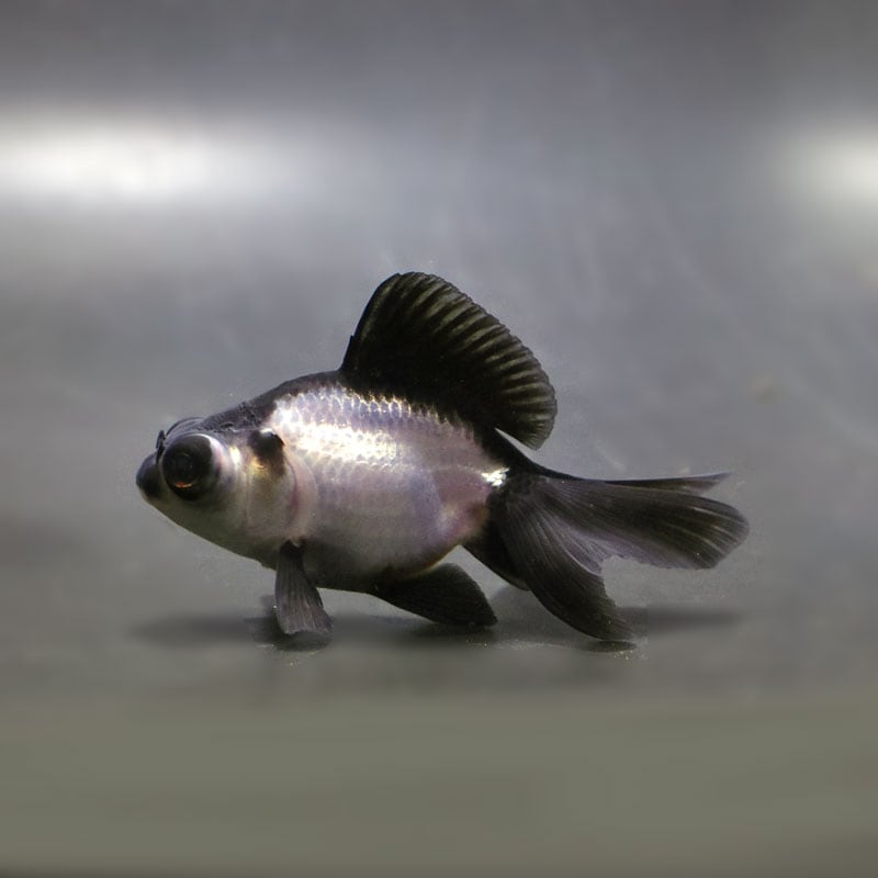 【金魚王子】パンダ(白黒)蝶尾 8±1cm前後 (個体番号:cde620) 金魚 きんぎょ 生体 蝶尾 厳選個体