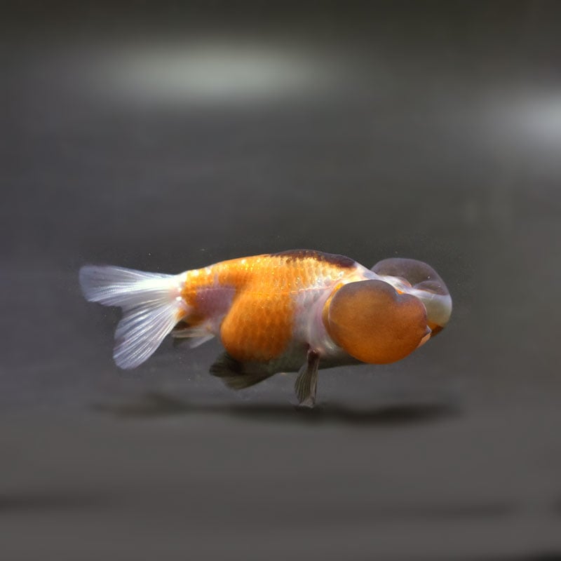 【金魚王子】変わり柄水泡眼 8±1cm前後 (個体番号:cde621) 金魚 きんぎょ 生体 琉金 厳選個体