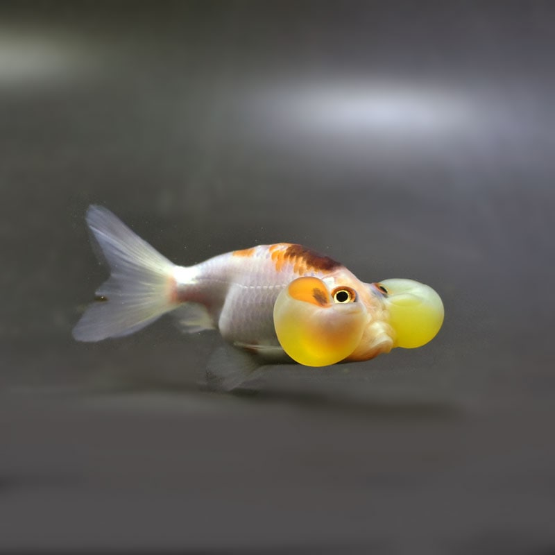 【金魚王子】変わり柄水泡眼 8±1cm前後 (個体番号:cde622) 金魚 きんぎょ 生体 琉金 厳選個体