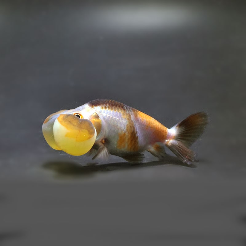 【金魚王子】変わり柄水泡眼 8±1cm前後 (個体番号:cde623) 金魚 きんぎょ 生体 琉金 厳選個体