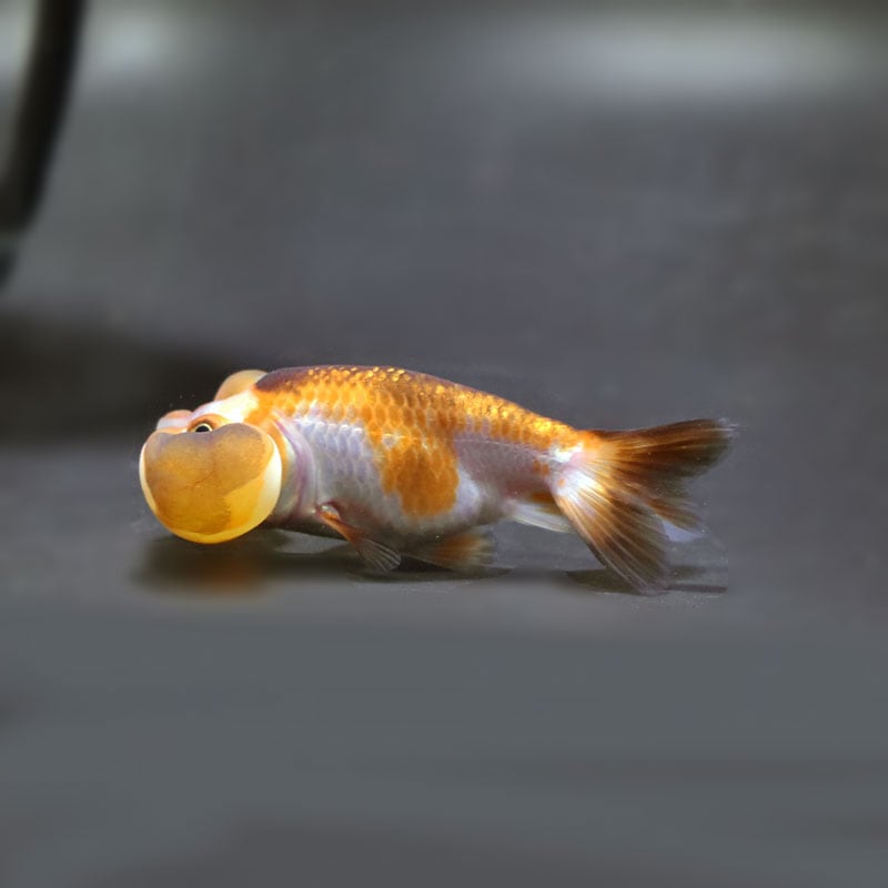 【金魚王子】変わり柄水泡眼 8±1cm前後 (個体番号:cde624) 金魚 きんぎょ 生体 琉金 厳選個体