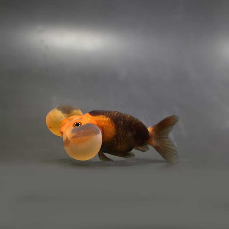 金魚の通販は「金魚王子 オンラインストア」金魚専門店 販売