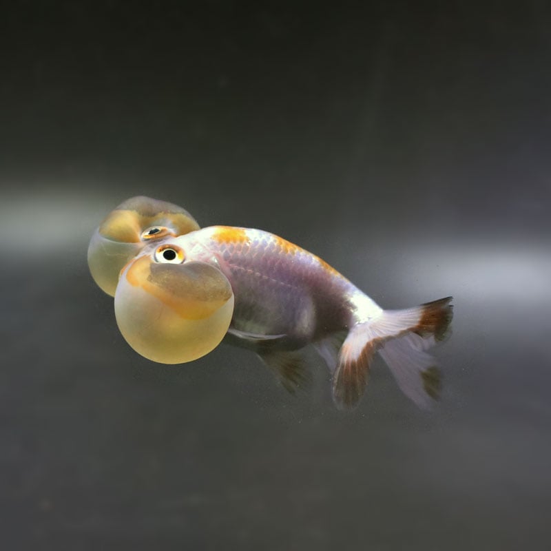 【金魚王子】変わり柄水泡眼 8±1cm前後 (個体番号:cde626) 金魚 きんぎょ 生体 琉金 厳選個体