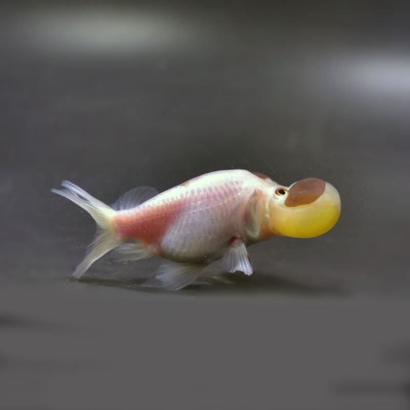 【金魚王子】変わり柄水泡眼 8±1cm前後 (個体番号:cde627) 金魚 きんぎょ 生体 琉金 厳選個体