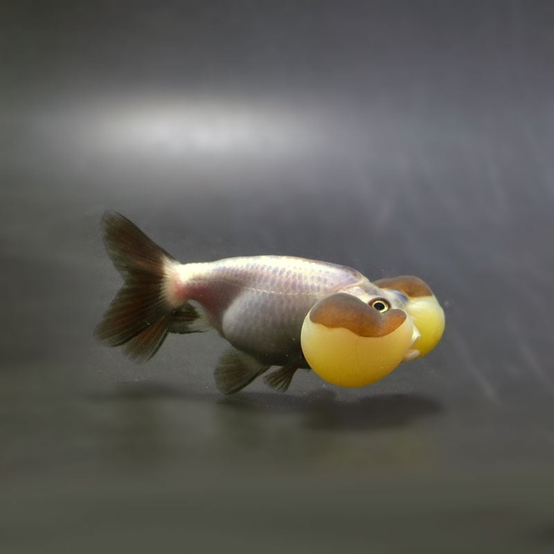 【金魚王子】変わり柄水泡眼 8±1cm前後 (個体番号:cde628) 金魚 きんぎょ 生体 琉金 厳選個体