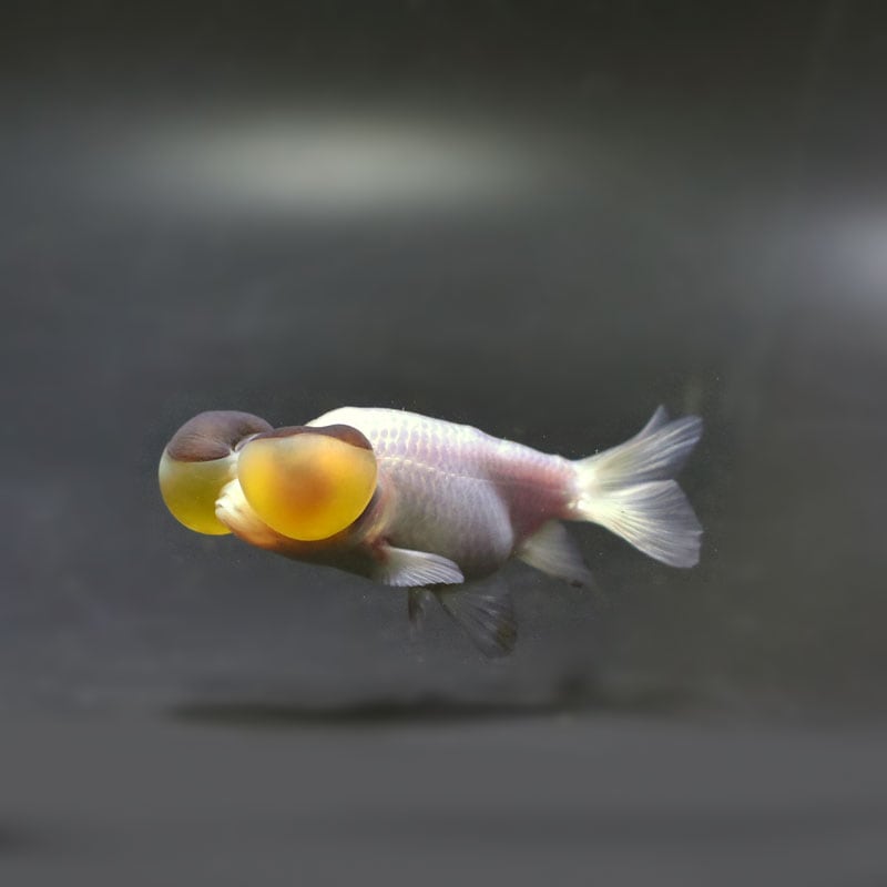 【金魚王子】変わり柄水泡眼 8±1cm前後 (個体番号:cde629) 金魚 きんぎょ 生体 琉金 厳選個体