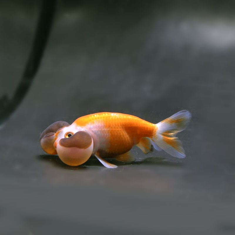 なます皿　瑠璃釉　金魚　水草　金魚藻　金彩　蛇の目　江戸　訳あり fit=scale-down,w=1200