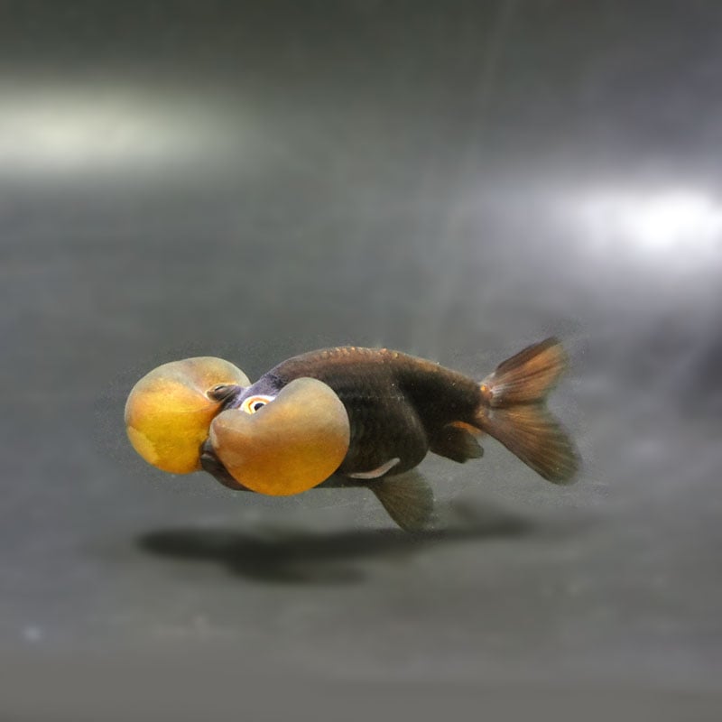 【金魚王子】メノウ水泡眼 8±1cm前後 (個体番号:cde631) 金魚 きんぎょ 生体 琉金 厳選個体