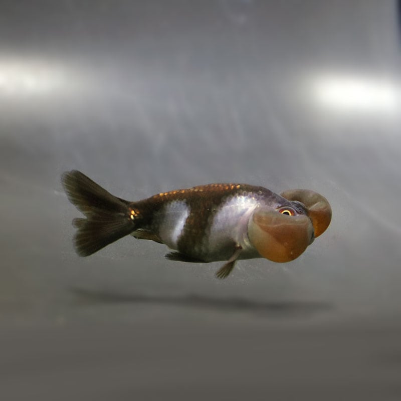 【金魚王子】メノウ水泡眼 8±1cm前後 (個体番号:cde632) 金魚 きんぎょ 生体 琉金 厳選個体