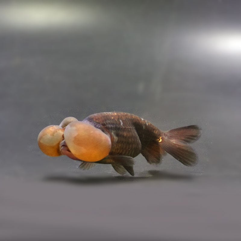 【金魚王子】メノウ水泡眼 8±1cm前後 (個体番号:cde633) 金魚 きんぎょ 生体 琉金 厳選個体