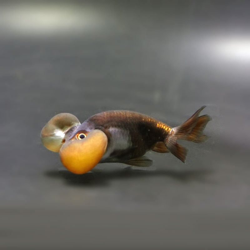 【金魚王子】メノウ水泡眼 8±1cm前後 (個体番号:cde634) 金魚 きんぎょ 生体 琉金 厳選個体