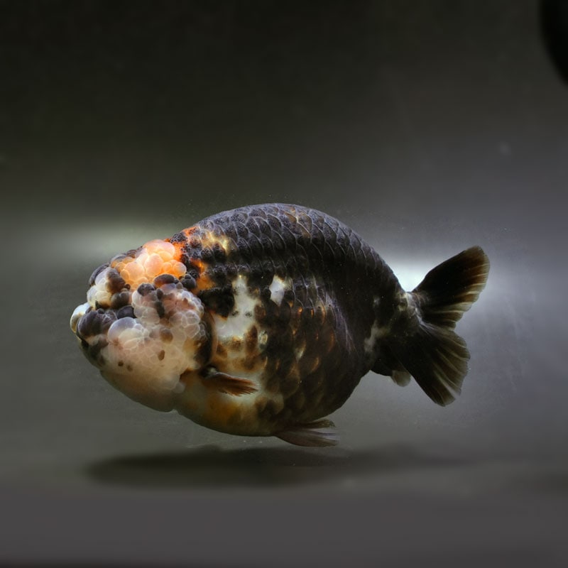 【金魚王子】変わり柄らんちゅう 15cm前後 (個体番号：cde641) 金魚 きんぎょ 生体 らんちゅう 厳選個体