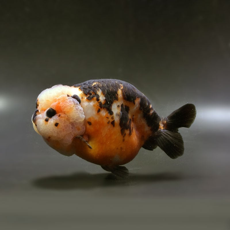 【金魚王子】変わり柄らんちゅう 15cm前後 (個体番号：cde643) 金魚 きんぎょ 生体 らんちゅう 厳選個体