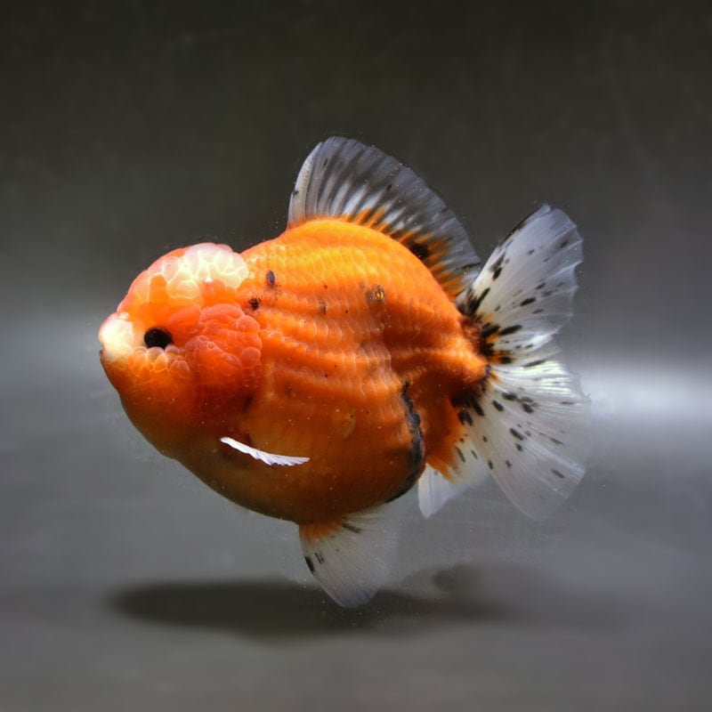 【金魚王子】三色ショートテールオランダ 12cm前後 (個体番号:cde652) 金魚 きんぎょ 生体 オランダ獅子頭 厳選個体