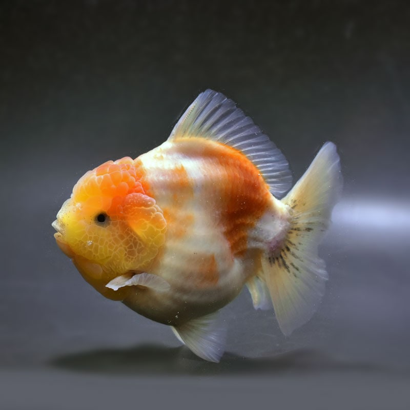 【金魚王子】桜ショートテールオランダ 13cm前後 (個体番号:cde653) 金魚 きんぎょ 生体 オランダ獅子頭 厳選個体