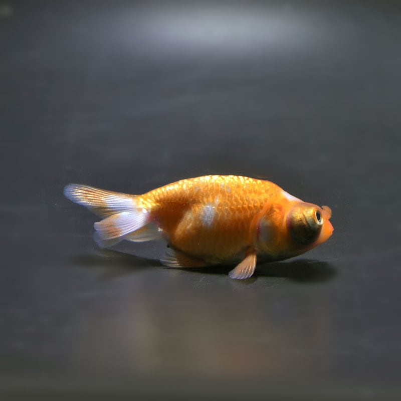 【金魚王子】花房頂天眼 6~7cm前後 (個体番号:cde664) 金魚 きんぎょ 生体 京錦 厳選個体