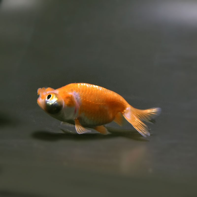 【金魚王子】花房頂天眼 6~7cm前後 (個体番号:cde665) 金魚 きんぎょ 生体 京錦 厳選個体