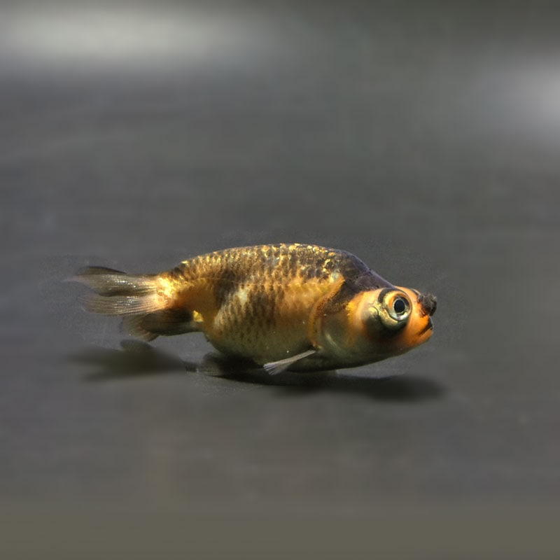 【金魚王子】花房頂天眼 6~7cm前後 (個体番号:cde666) 金魚 きんぎょ 生体 京錦 厳選個体