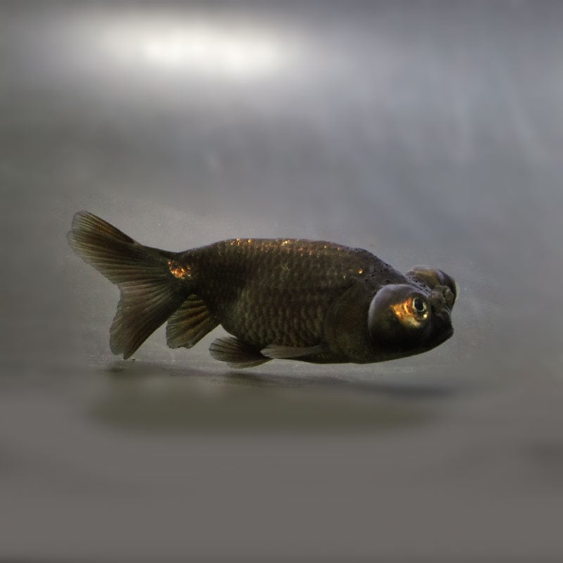 【金魚王子】花房頂天眼 6~7cm前後 (個体番号:cde667) 金魚 きんぎょ 生体 京錦 厳選個体