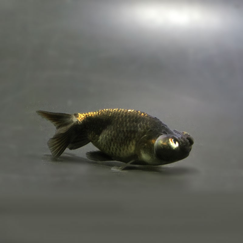 【金魚王子】花房頂天眼 6~7cm前後 (個体番号:cde668) 金魚 きんぎょ 生体 京錦 厳選個体