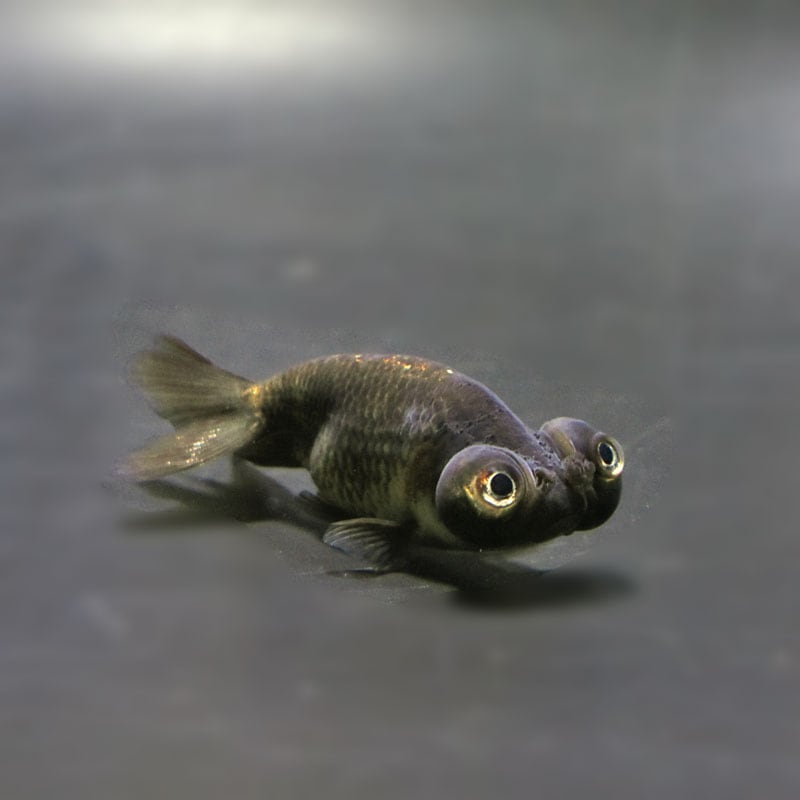 【金魚王子】花房頂天眼 6~7cm前後 (個体番号:cde669) 金魚 きんぎょ 生体 京錦 厳選個体