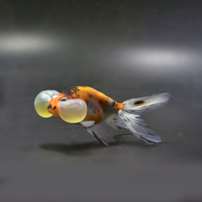 【金魚王子】キャリコ水泡眼 9.5±1cm前後 (個体番号:cde671) 金魚 きんぎょ 生体 琉金 厳選個体