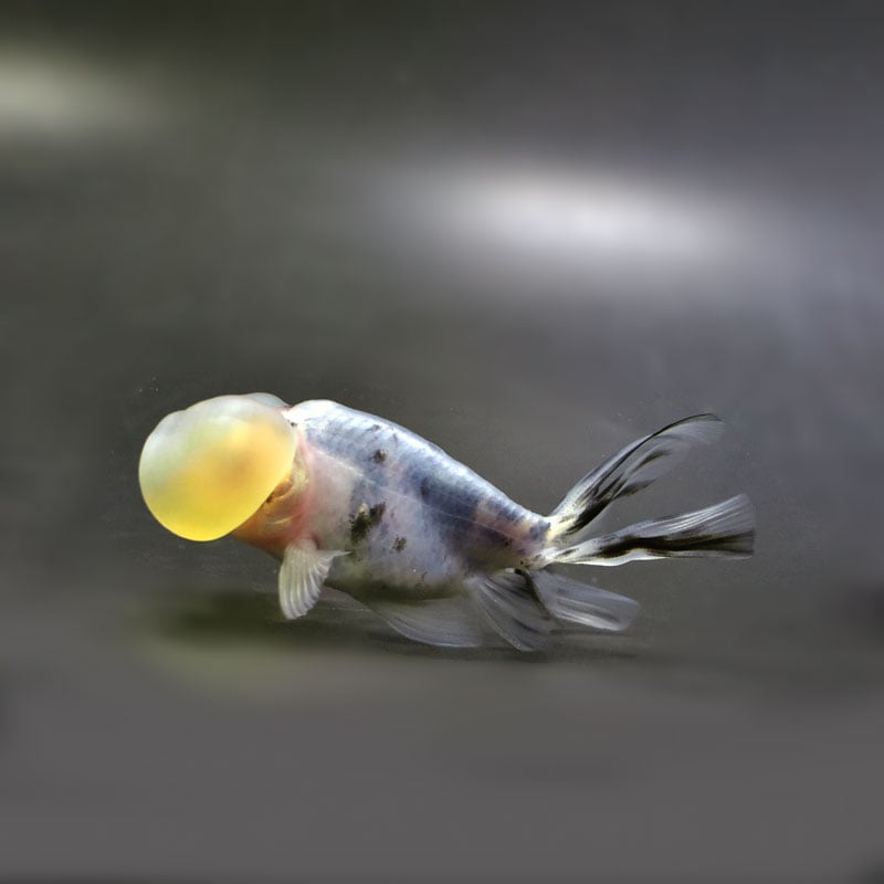 【金魚王子】キャリコ水泡眼 9.5±1cm前後 (個体番号:cde672) 金魚 きんぎょ 生体 琉金 厳選個体