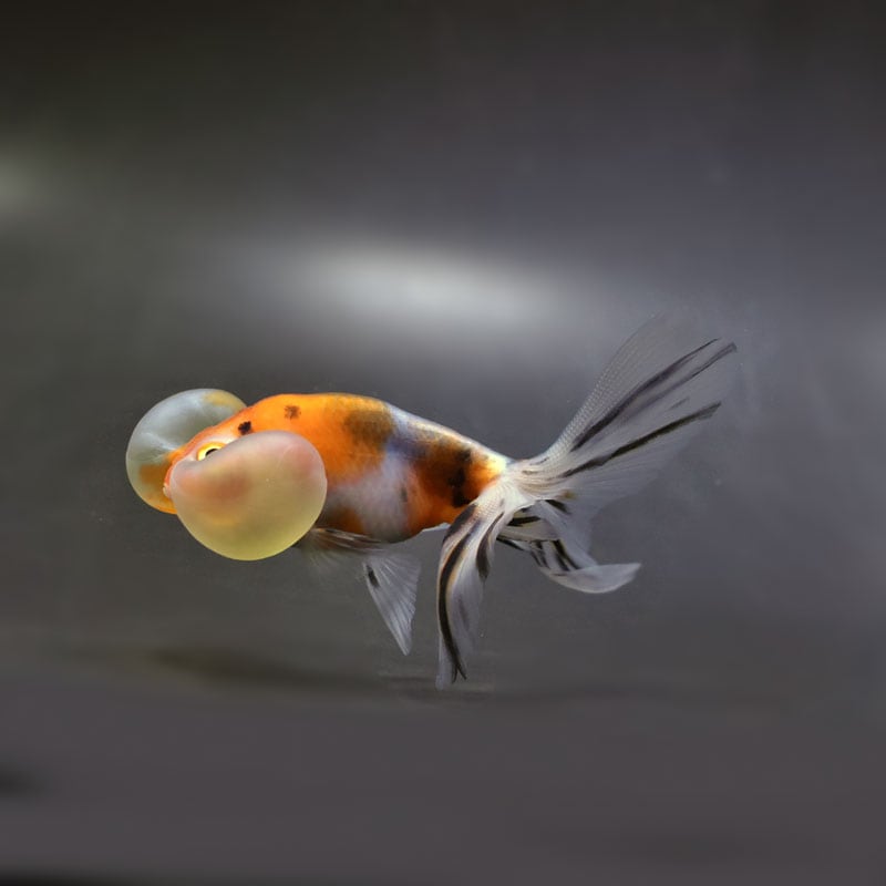 【金魚王子】キャリコ水泡眼 9.5±1cm前後 (個体番号:cde673) 金魚 きんぎょ 生体 琉金 厳選個体