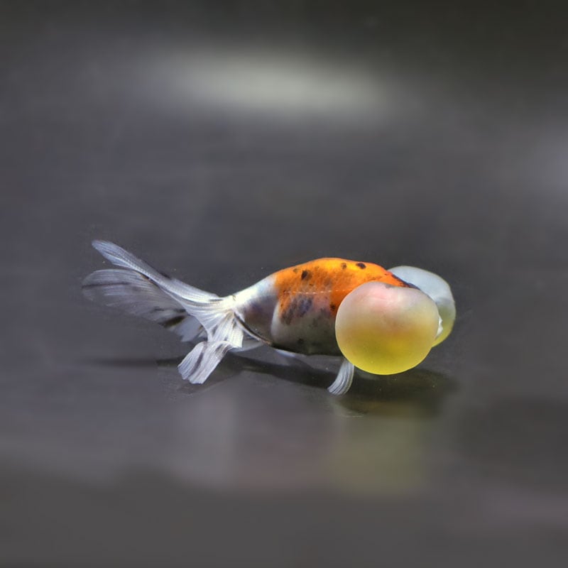 【金魚王子】キャリコ水泡眼 9.5±1cm前後 (個体番号:cde674) 金魚 きんぎょ 生体 琉金 厳選個体