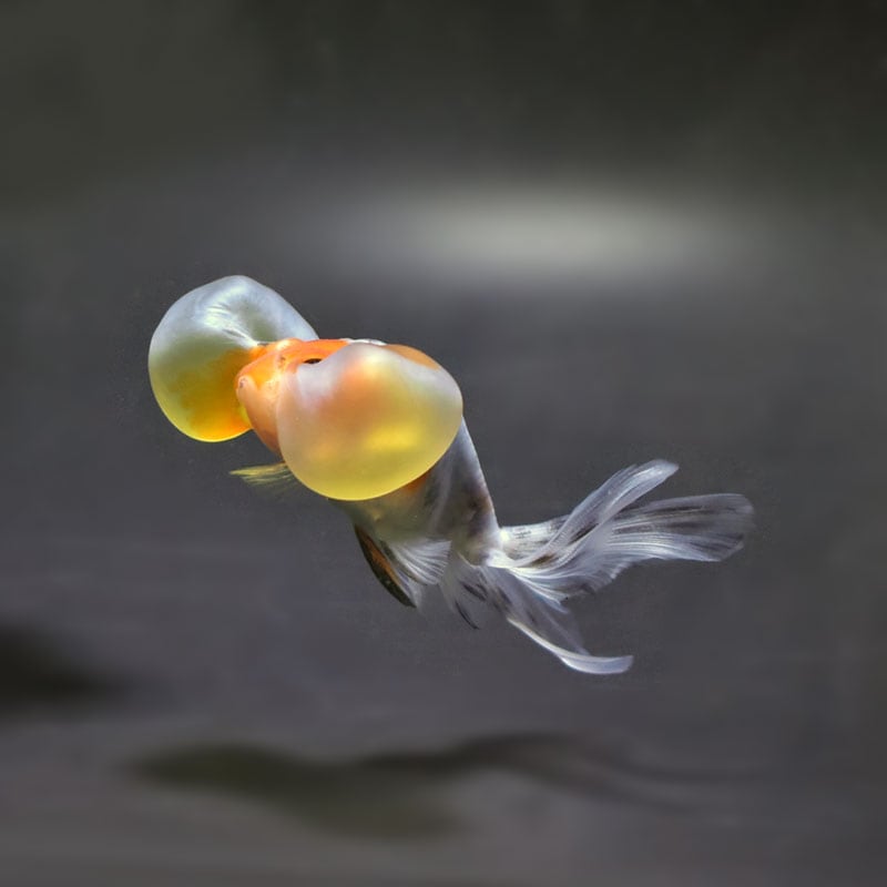 【金魚王子】キャリコ水泡眼 9.5±1cm前後 (個体番号:cde675) 金魚 きんぎょ 生体 琉金 厳選個体