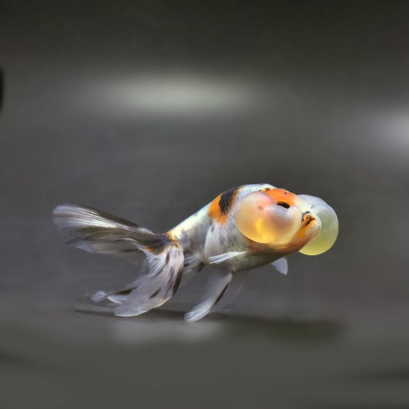 【金魚王子】キャリコ水泡眼 9.5±1cm前後 (個体番号:cde676) 金魚 きんぎょ 生体 琉金 厳選個体