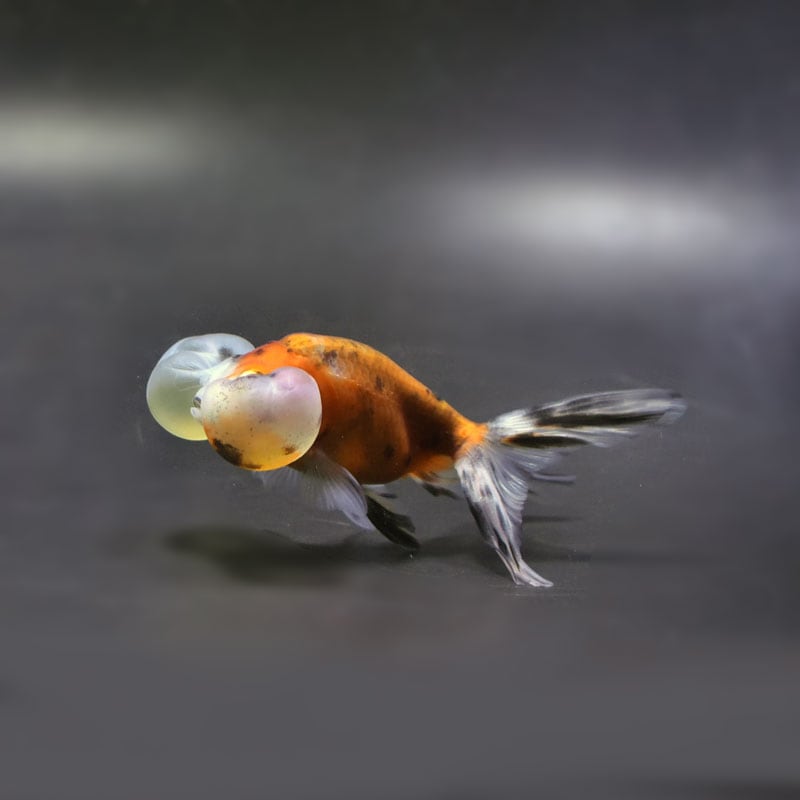 【金魚王子】キャリコ水泡眼 9.5±1cm前後 (個体番号:cde677) 金魚 きんぎょ 生体 琉金 厳選個体