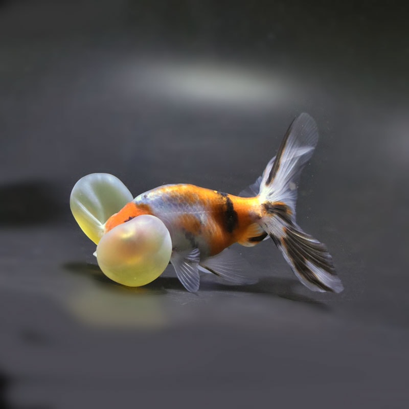 【金魚王子】キャリコ水泡眼 9.5±1cm前後 (個体番号:cde678) 金魚 きんぎょ 生体 琉金 厳選個体