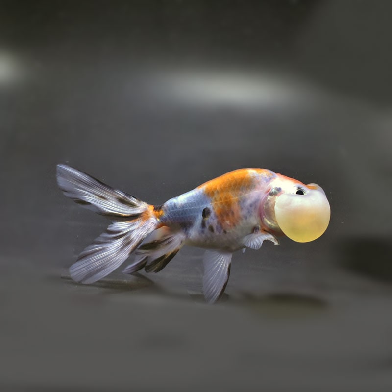 【金魚王子】キャリコ水泡眼 9.5±1cm前後 (個体番号:cde679) 金魚 きんぎょ 生体 琉金 厳選個体