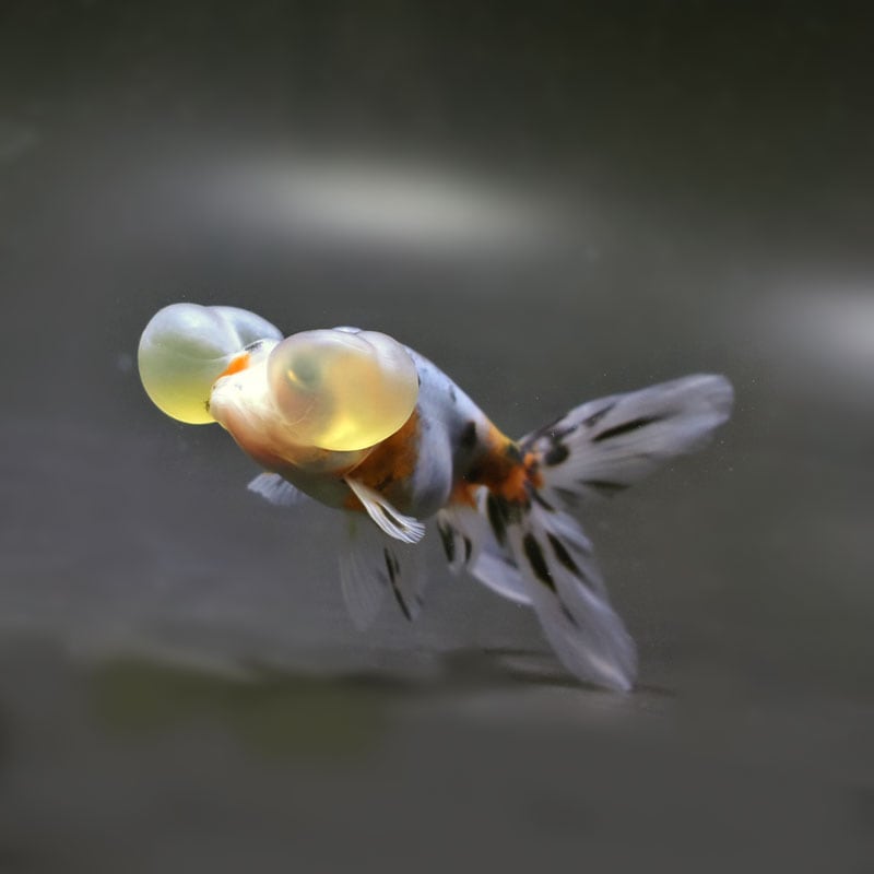 【金魚王子】キャリコ水泡眼 9.5±1cm前後 (個体番号:cde680) 金魚 きんぎょ 生体 琉金 厳選個体