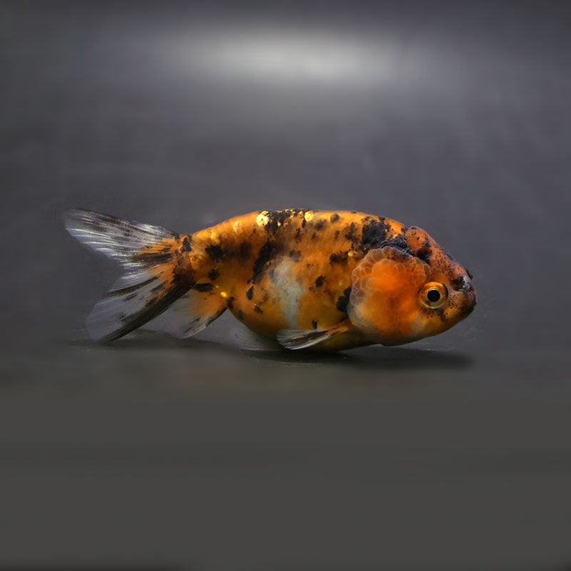 【金魚王子】ゼブラネコガシラ 9cm前後 (個体番号：cde681) 金魚 きんぎょ 生体 らんちゅう 厳選個体