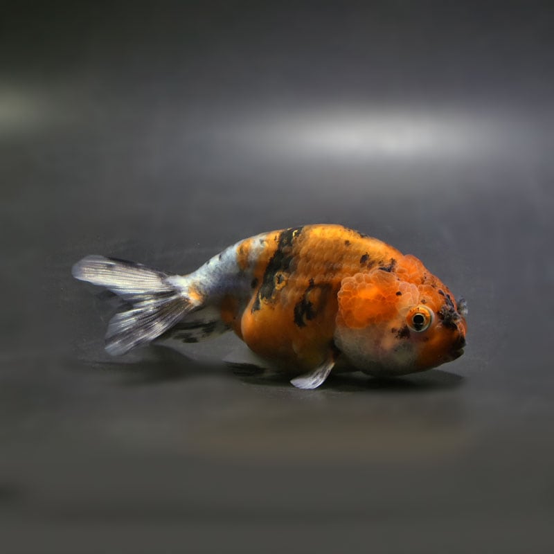 【金魚王子】キャリコネコガシラ 10cm前後 (個体番号：cde682) 金魚 きんぎょ 生体 らんちゅう 厳選個体