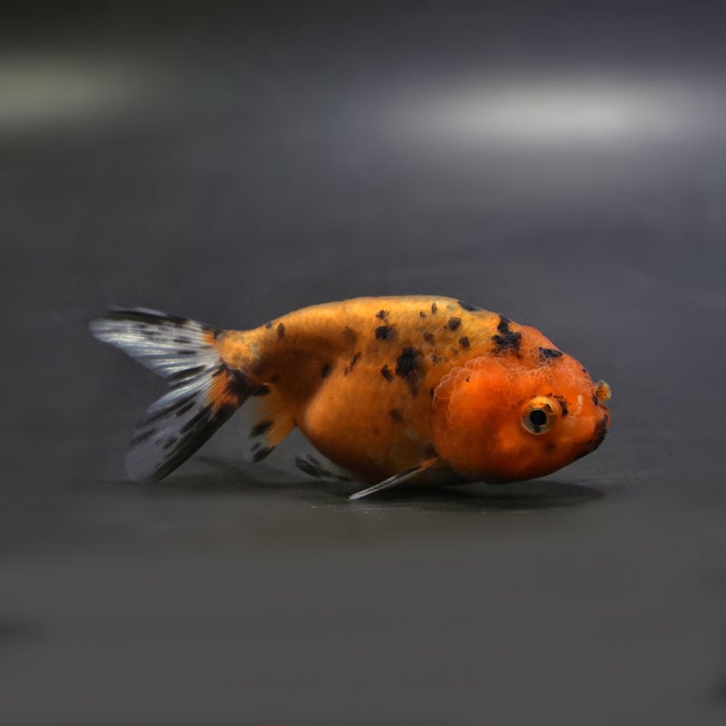 【金魚王子】キャリコネコガシラ 9.5cm前後 (個体番号：cde683) 金魚 きんぎょ 生体 らんちゅう 厳選個体