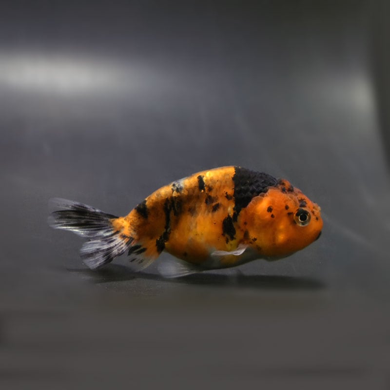 【金魚王子】キャリコネコガシラ 8.5cm前後 (個体番号：cde685) 金魚 きんぎょ 生体 らんちゅう 厳選個体