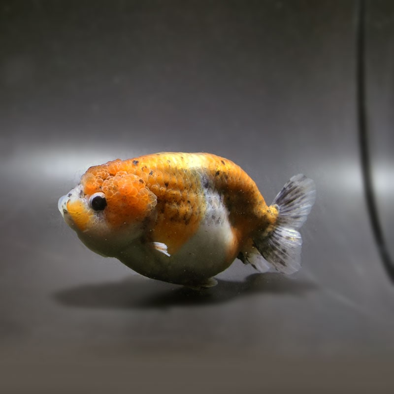 【金魚王子】キリンらんちゅう 11cm前後 (個体番号:cde691) 金魚 きんぎょ 生体 らんちゅう 厳選個体