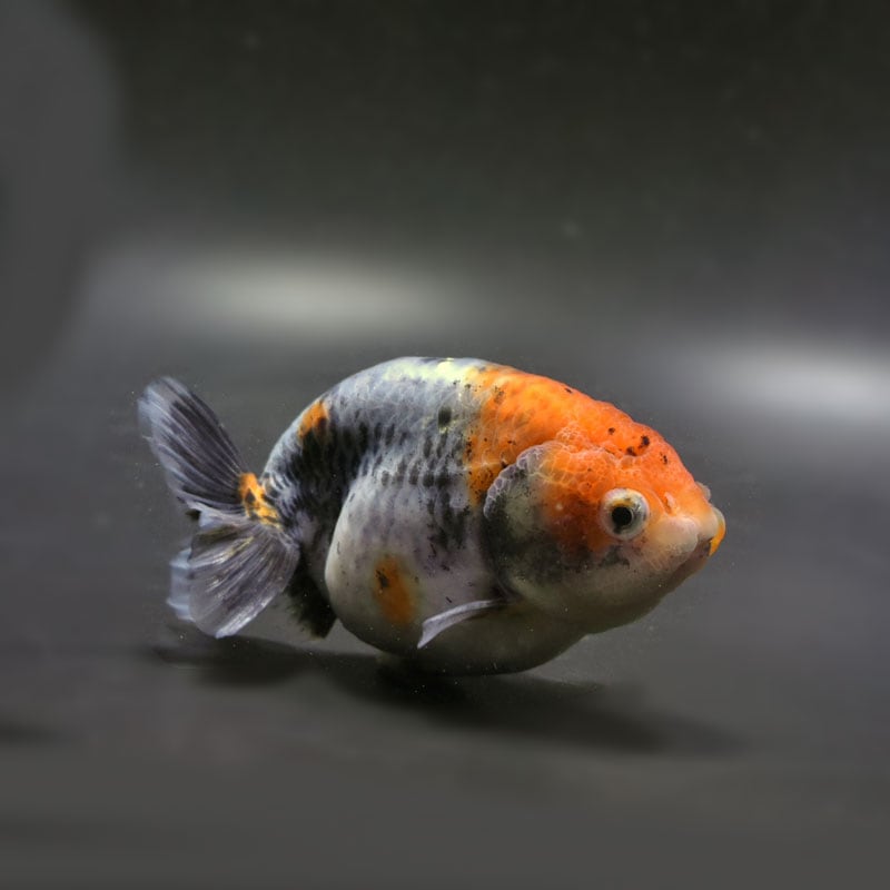 【金魚王子】キリンらんちゅう 11.5cm前後 (個体番号:cde692) 金魚 きんぎょ 生体 らんちゅう 厳選個体