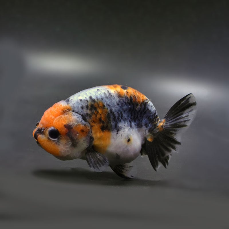 【金魚王子】キリンらんちゅう 11cm前後 (個体番号:cde693) 金魚 きんぎょ 生体 らんちゅう 厳選個体