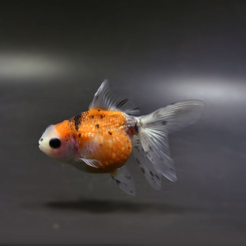 【金魚王子】キャリコ浜錦 8.5±1cm前後 (個体番号:cde701) 金魚 きんぎょ 生体 パールスケール 厳選個体