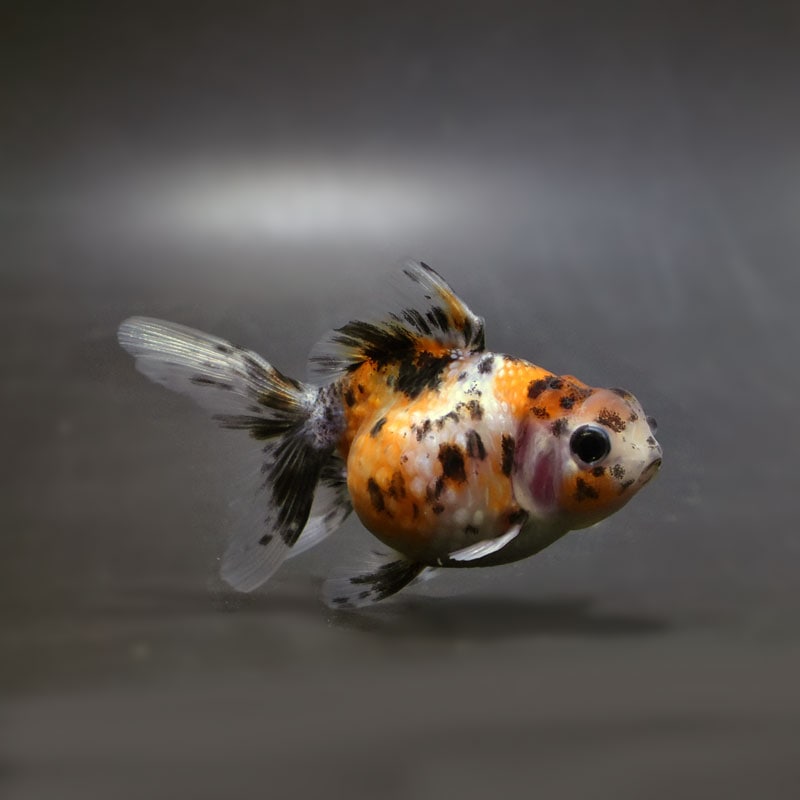 【金魚王子】キャリコ浜錦 8.5±1cm前後 (個体番号:cde702) 金魚 きんぎょ 生体 パールスケール 厳選個体