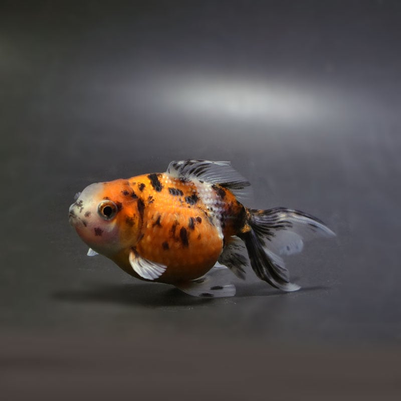 【金魚王子】キャリコ浜錦 8.5±1cm前後 (個体番号:cde703) 金魚 きんぎょ 生体 パールスケール 厳選個体