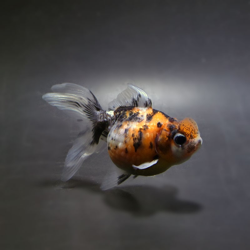 【金魚王子】キャリコ浜錦 8.5±1cm前後 (個体番号:cde704) 金魚 きんぎょ 生体 パールスケール 厳選個体